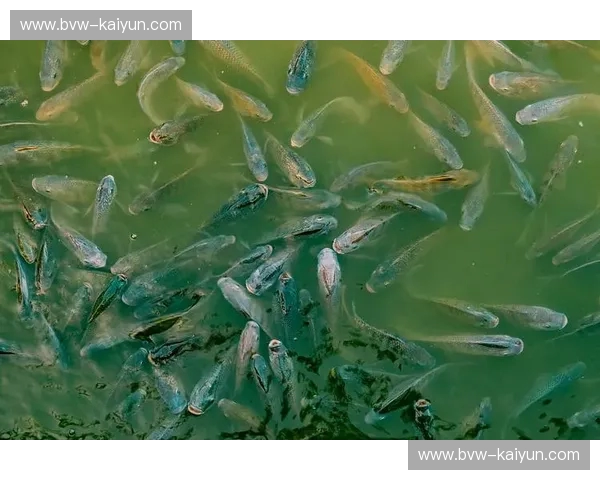 游泳回放—在水中的每一帧,都值得被珍藏